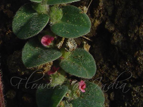 Heart-Leaf Indigo